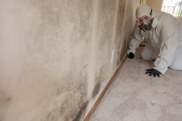 Professional Mold Removal in Hokes Bluff, AL